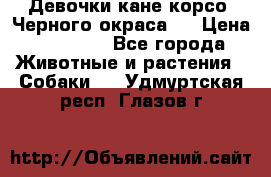 Девочки кане корсо. Черного окраса.  › Цена ­ 65 000 - Все города Животные и растения » Собаки   . Удмуртская респ.,Глазов г.